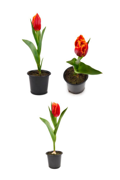 istock Tulip in a pot isolated on white background. 1361775243