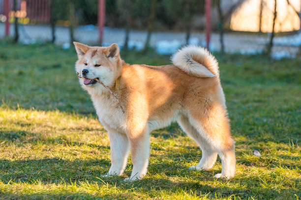 istock Akita Inu dog standing on the grass 1361775509