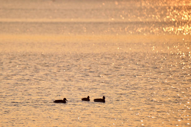 istock Wild ducks swimming on lake water at bright sunset. Birdwatching concept 1361775621