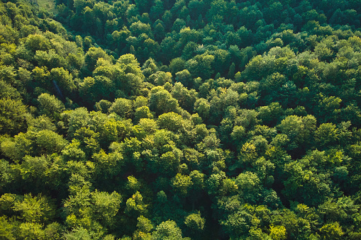 Top down flat aerial view of dark lush forest with green trees canopies in summer.