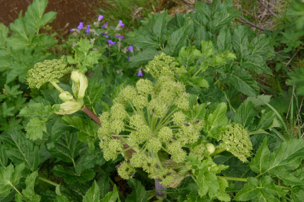 Angelica archangelica is a medicinal plant of the umbellifer family, Apiaceae. Here wild growing plants at the Svartifoss waterfall in the south of Iceland. Angelica archangelica is a medicinal plant of the umbellifer family, Apiaceae. Here wild growing plants at the Svartifoss waterfall in the south of Iceland. angelica stock pictures, royalty-free photos & images