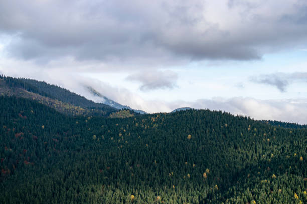 istock Mountain landscape with fir forest 1361777084