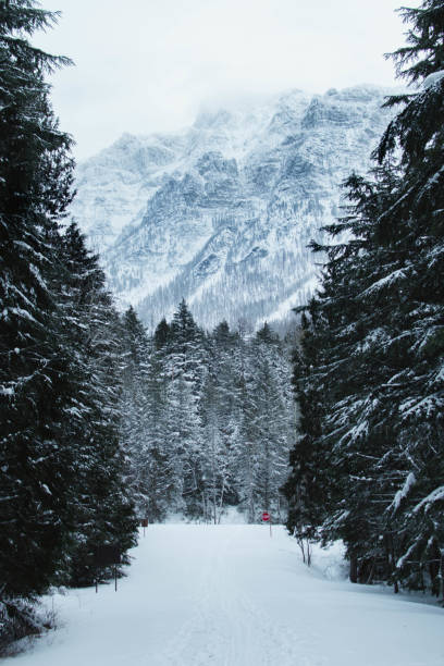 Snow covered trees and mountains in Glacier National Park in Montana.