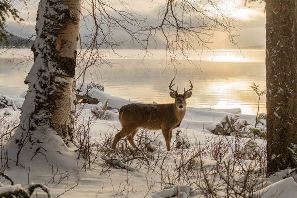 Whitetail Buck on the Shore of Lake Macdonald in Glacier National Park A whitetail buck stands on the shores of a lake in winter as the sun sets across the lake. burned corpse stock pictures, royalty-free photos & images