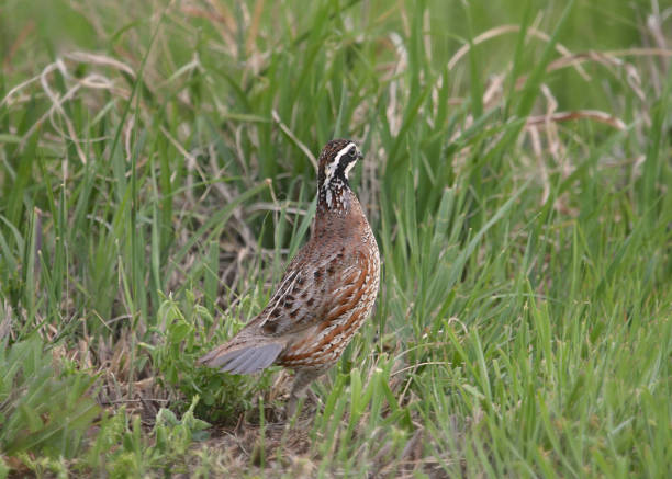 istock Northern Bobwhite Quail (male) (colinus virginianus) 1361778942
