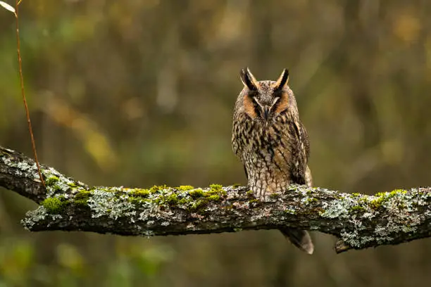 Photo of The long-eared owl (Asio otus)