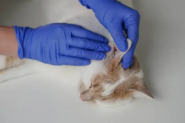 Photo of The veterinarian examines the kitten's ear. Ear parasites, otitis, diseases in animals and cats.