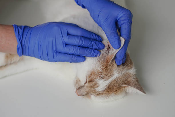 o veterinário examina a orelha do gatinho. parasitas auriculares, otite, doenças em animais e gatos. - mite allergy - fotografias e filmes do acervo