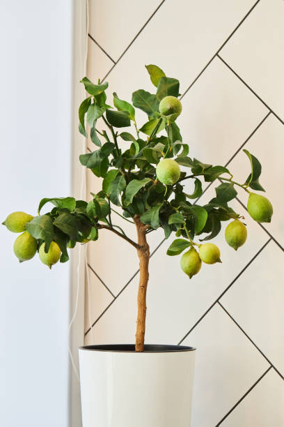 A lemon tree with green lemon fruits growing in a pot. A lemon tree with green lemon fruits growing in a pot. Potted house plants cropped pants photos stock pictures, royalty-free photos & images
