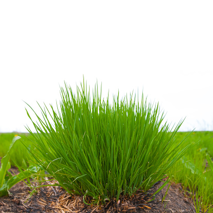 green grass on a white background