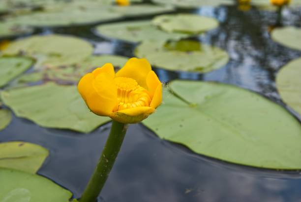 istock yellow water  flowers 1361786624