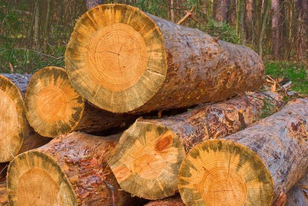 istock heap of pine tree logs in a forest 1361786662
