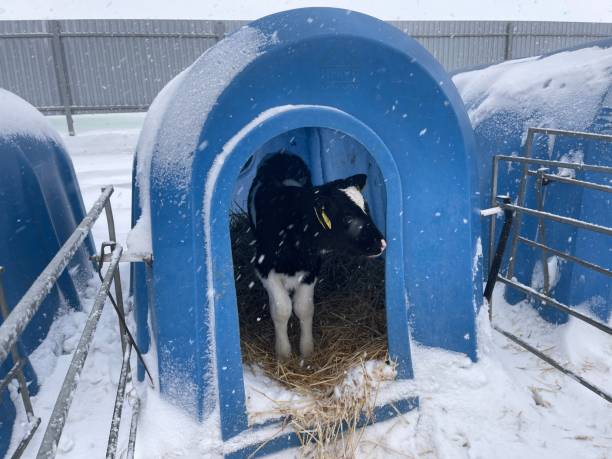 istock Cute calf in plastic shed. Adorable black and white calf standing on straw inside blue plastic shelter on cold winter day on farm 1361786997