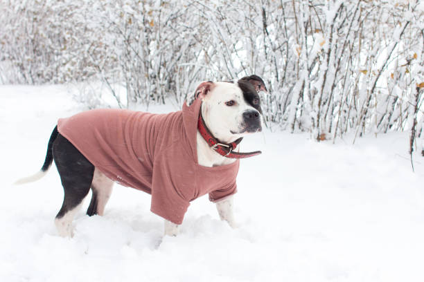 istock A dog on a walk in the winter forest. Man's friend 1361787532