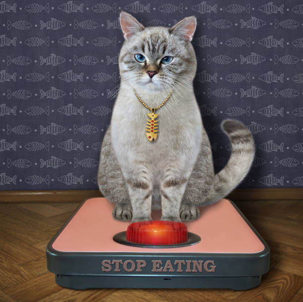 istock Cat ashen sits on weigh scale 2 1361787791