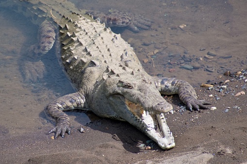 Wild Crocodile, Cold-Blooded Animal