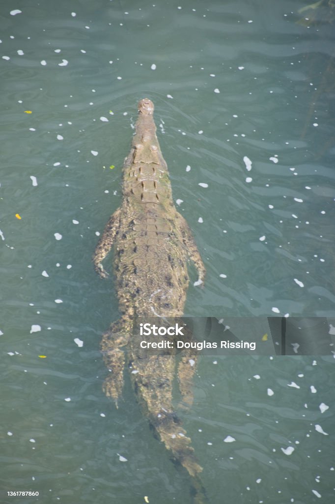 Swimming Crocodile On Top Of Stock Photo