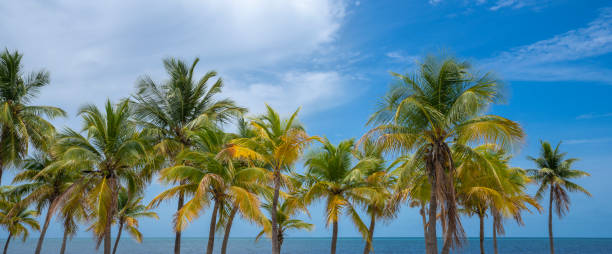 istock Beautiful palms trees against blue sky with clouds . 1361787910