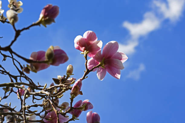 Pink Magnolia blooms on the blue background stock photo