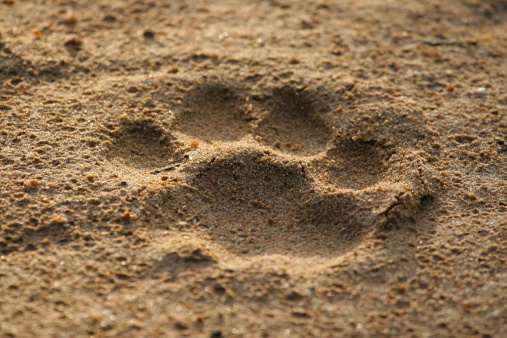 A set of dog footprint tracks in the beach sand.