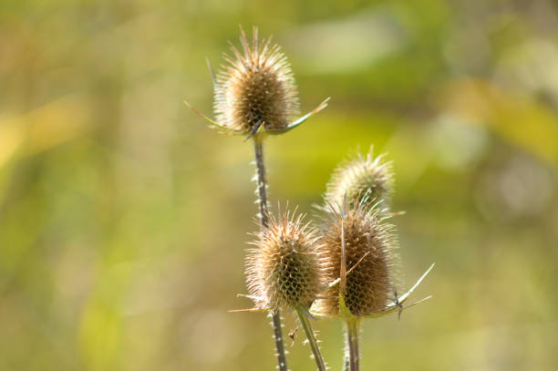 istock Dried cutleaf teasel seeds closeup view with green blurred background 1361789598