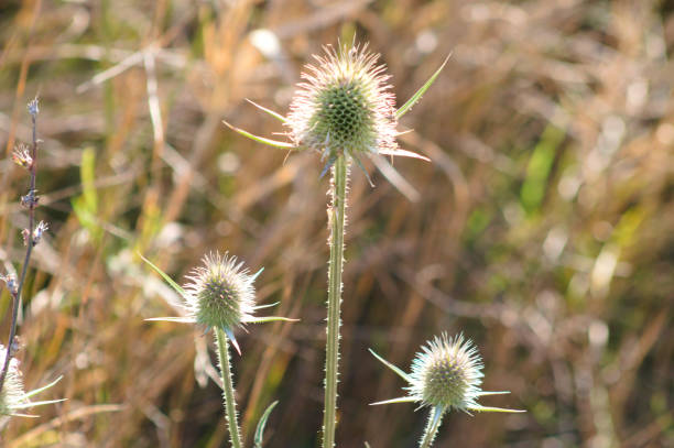istock Cutleaf teasel green seeds closeup view with blurred background 1361790007