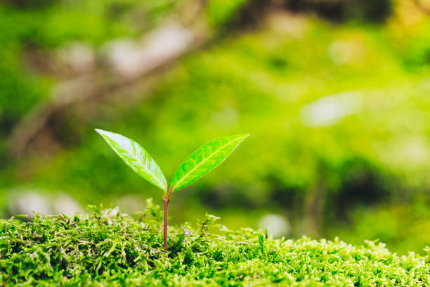 istock Sprout close-up and green background 1361790385