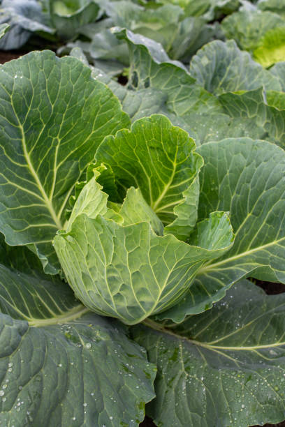 istock Fresh cabbage close-up. Food background 1361791212