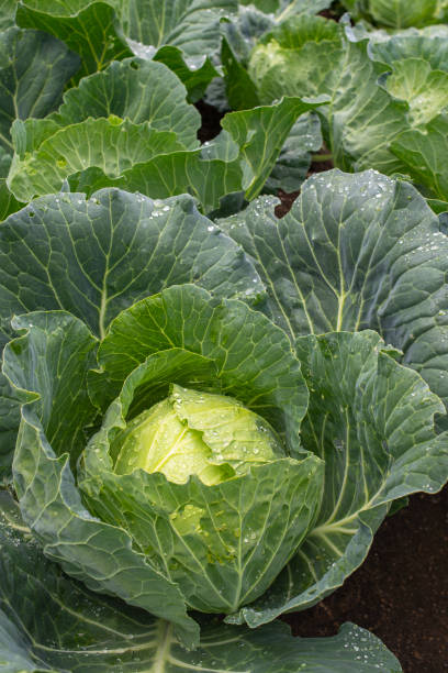 istock Fresh cabbage close-up. Food background 1361791273