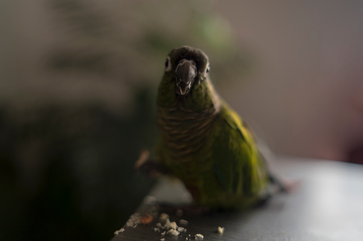 Close-up of Green cheeked conure looking at camera. The cute parrot tilts its head and looks at the camera.