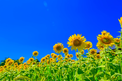 Landscape photos of many sunflower fields