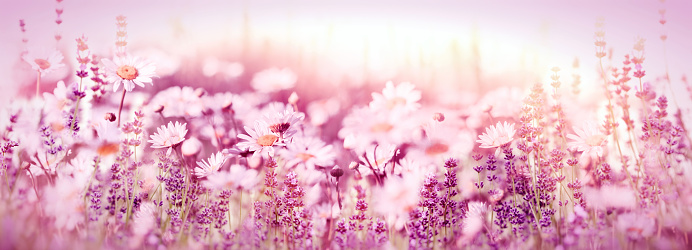 Lavender and daisy flowers in meadow, beautiful purple (pink) in nature