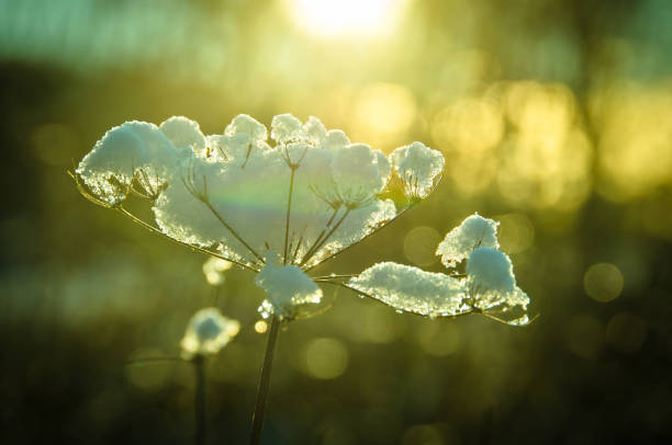 замерзший и обледенелый умбель зимой - winter sunlight sun january стоковые фото и изображения
