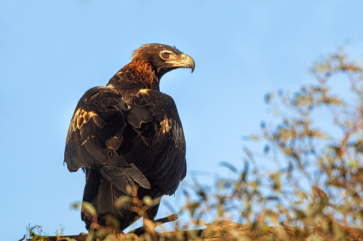 Australian wedge tailed eagle in the wild in Central Victoria perched in a eucalyptus tree