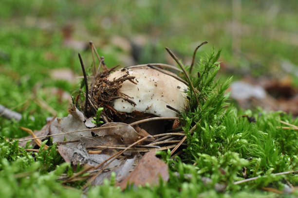 istock boletus edulis mushroom are hiding under leaves 1361794291