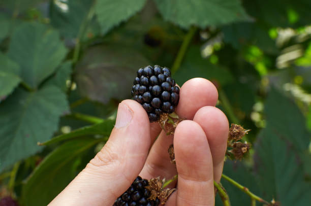 istock Big ripe Blackberries in a hand 1361794582