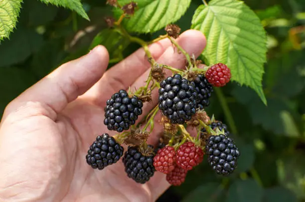 Big ripe Blackberries are in a hand