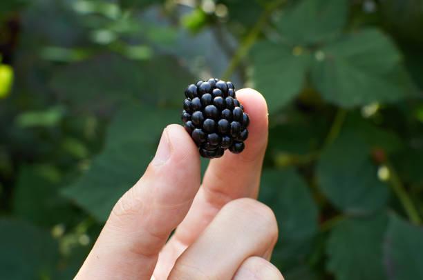 istock Big ripe Blackberry in a hand 1361794609