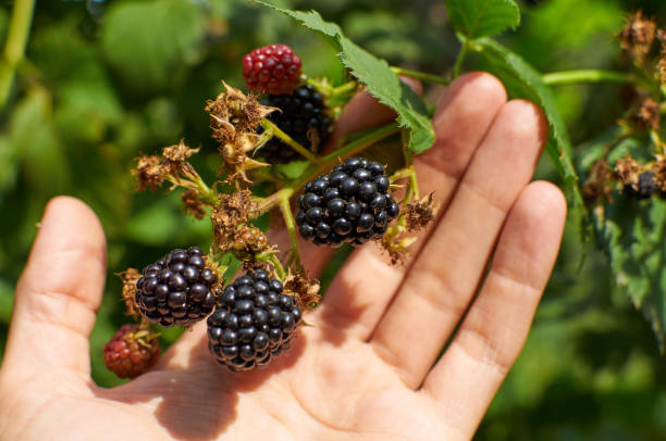 istock Big ripe Blackberries in a hand 1361794623