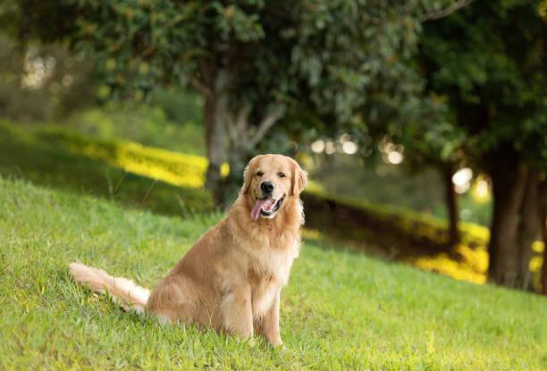 istock A labrador retriever dog in the park 1361794652