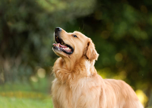 ein labrador retriever hund im park - retriever golden retriever dog happiness stock-fotos und bilder