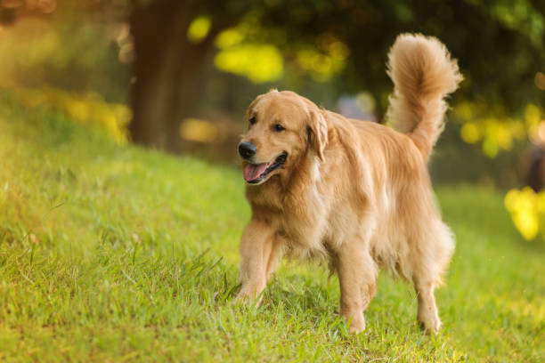 istock A labrador retriever dog in the park 1361794679