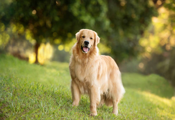 istock A labrador retriever dog in the park 1361794681