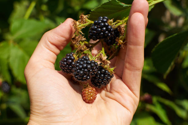 istock Big ripe Blackberries in a hand 1361794704