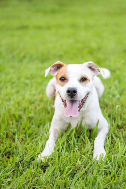 One small mixed breed dog posing on the grass in the park sticking out the tongue