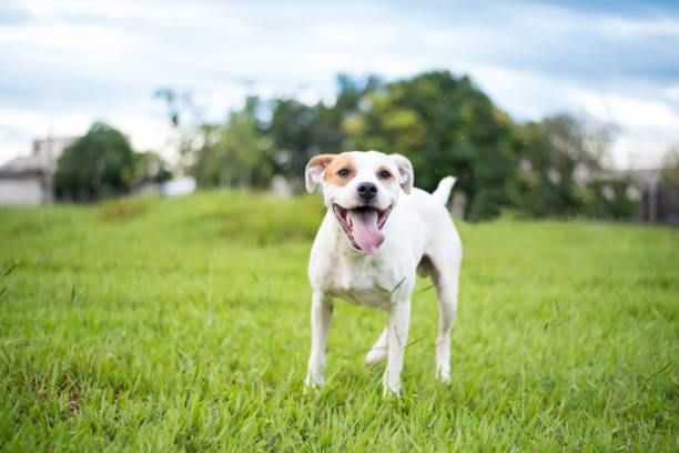 istock One small mixed breed dog posing on the grass 1361795593