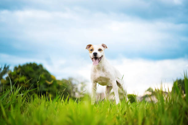 istock One small mixed breed dog posing on the grass 1361795616