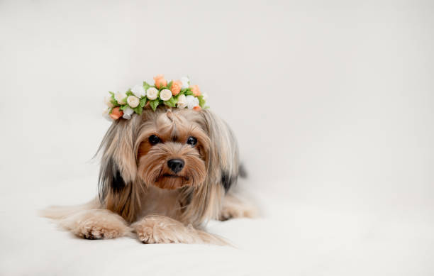 istock One Yorkshire wearing a flower crown in a studio. 1361795655