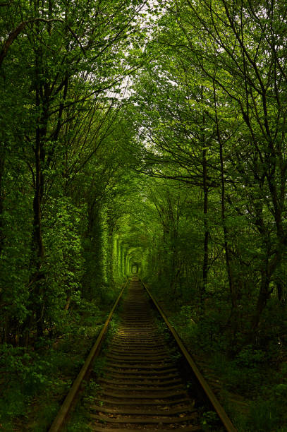 istock Natural corridor formed by trees  growing aside railway 1361796508