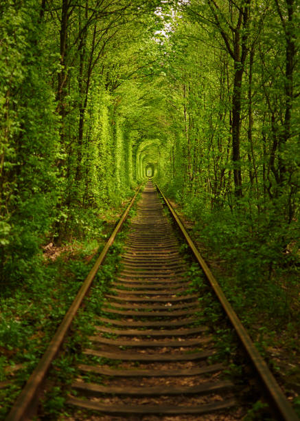 istock Natural corridor formed by trees  growing aside railway 1361796523